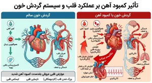 تاثیر کمبود آهن بر عملکرد قلب و سیستم گردش خون
